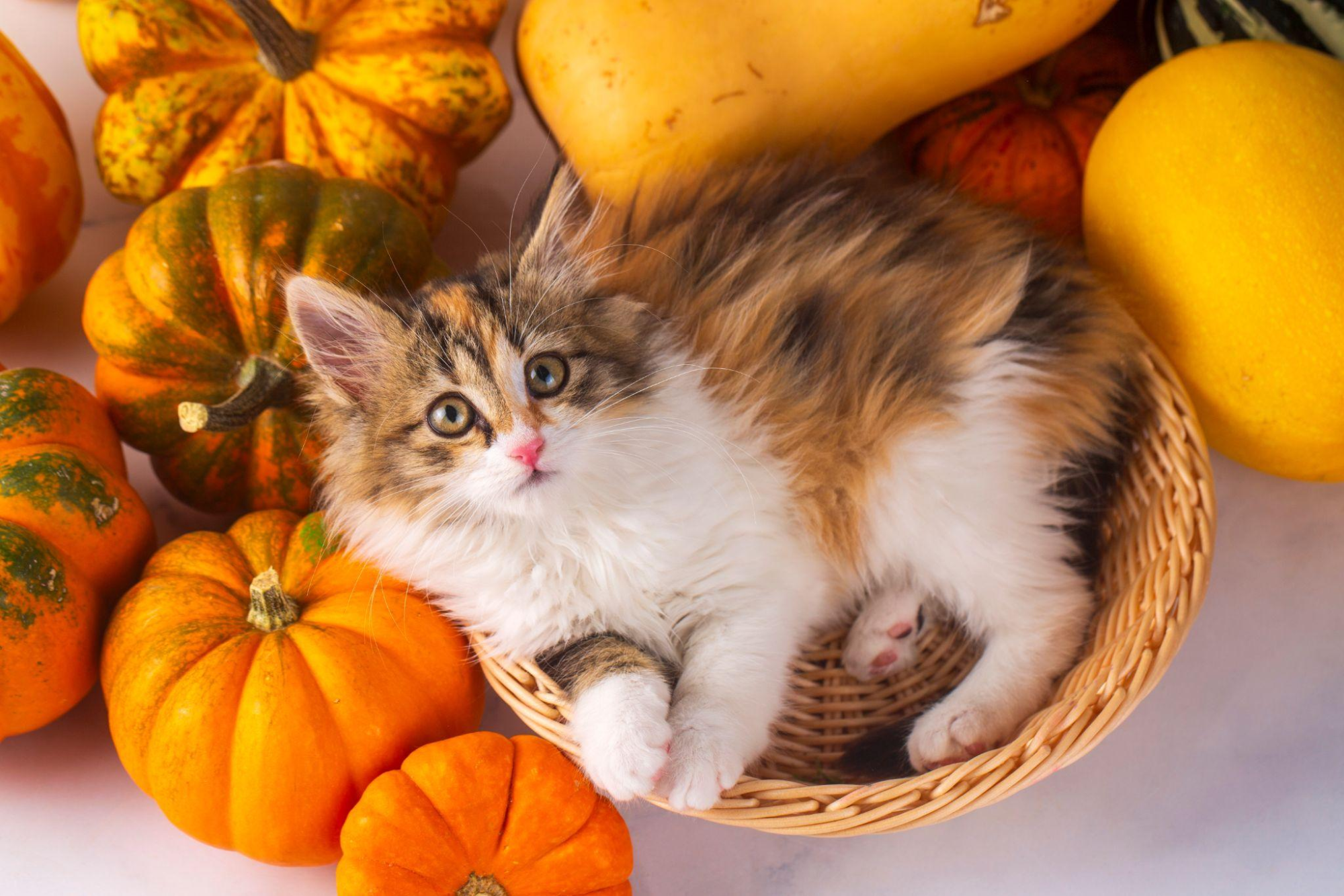 愛猫の葬儀までにやるべきこと｜後悔しないためのチェックリスト＆供養方法