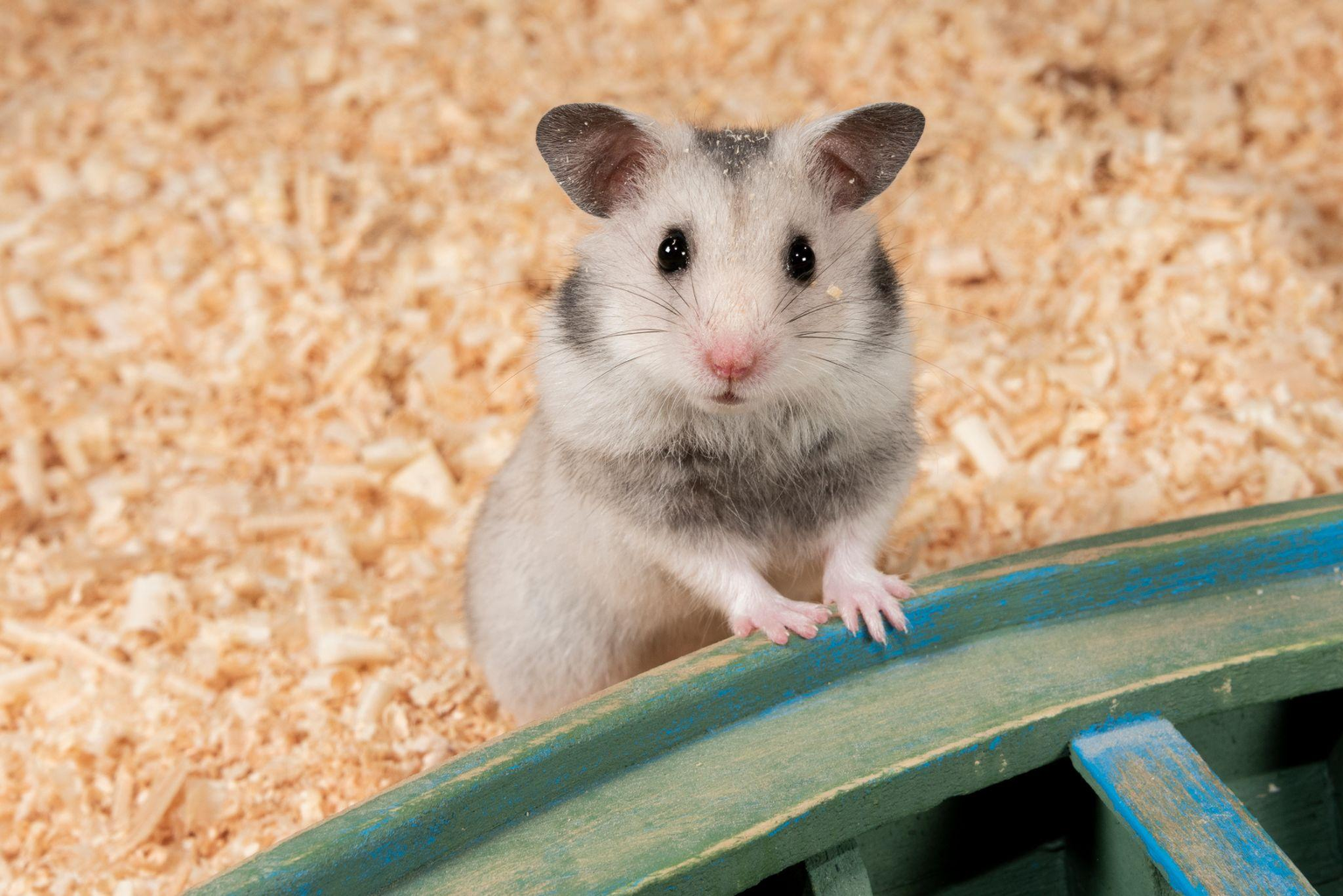 ハムスターの火葬費用はいくら？相場・安く抑えるコツ・注意点を解説