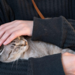 ペットの葬儀後にご遺骨を持ち帰るには?自宅供養の流れ・注意点と選べる供養方法