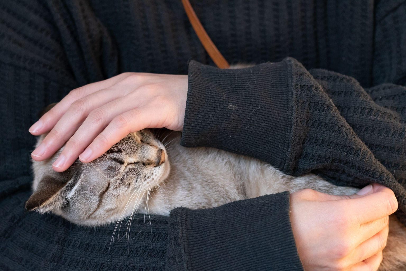 ペットの葬儀後にご遺骨を持ち帰るには？自宅供養の流れ・注意点と選べる供養方法