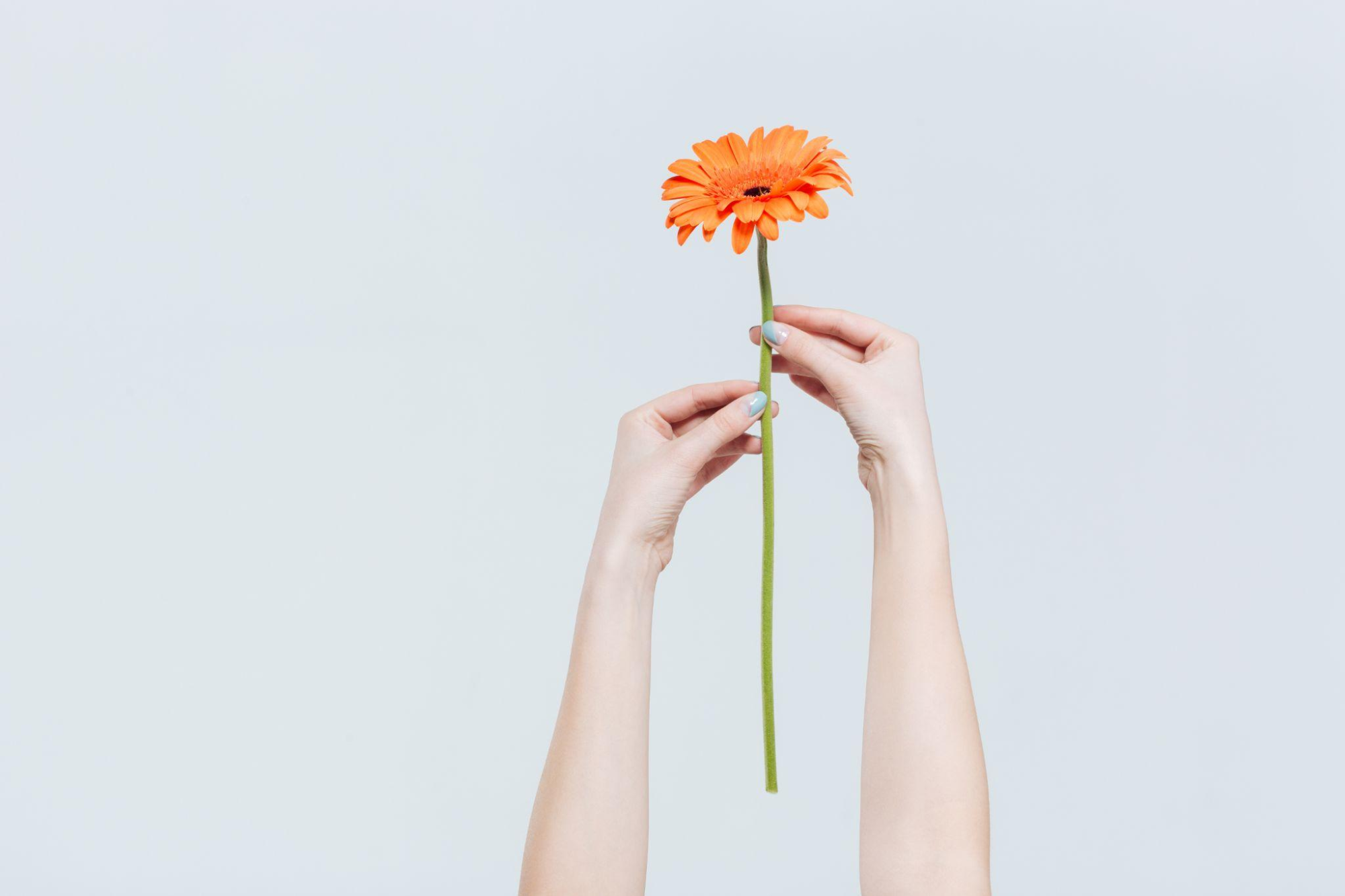 ペット火葬時の花の入れ方