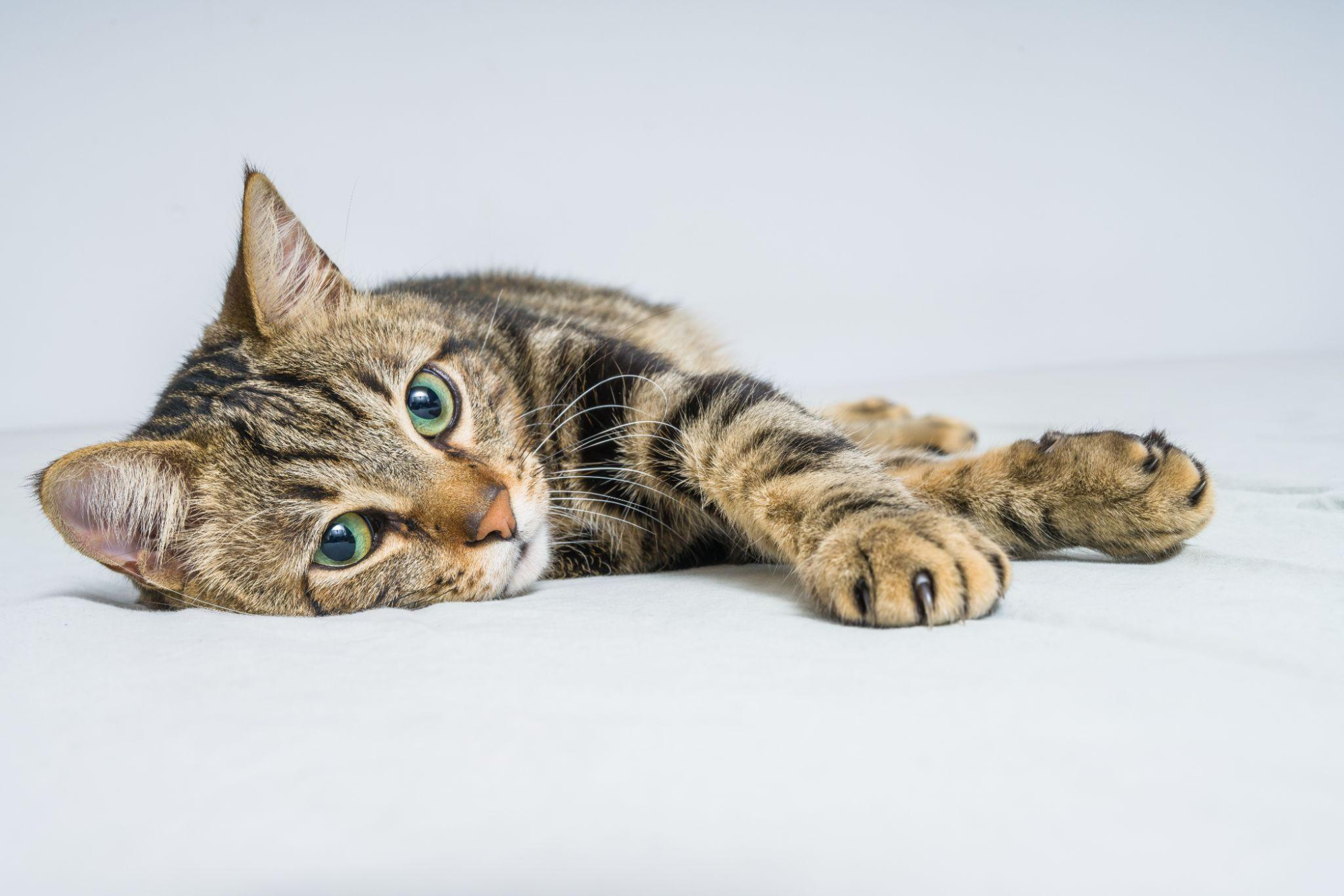 大切な猫を見送るときに知りたい火葬と費用の基礎知識