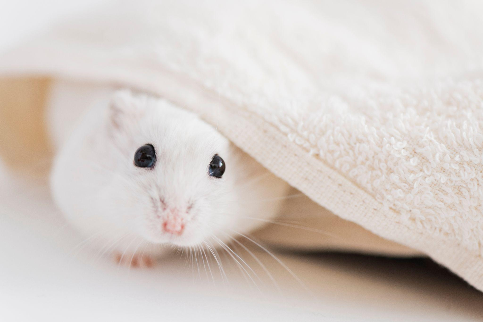 ハムスターは火葬できる？