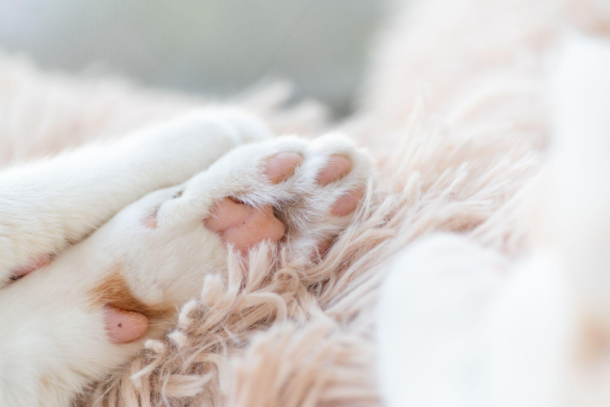 後悔しないために猫の葬儀までにやっておきたい7つのこと