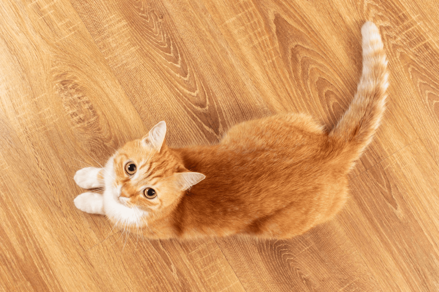 猫の火葬プランの種類と選び方