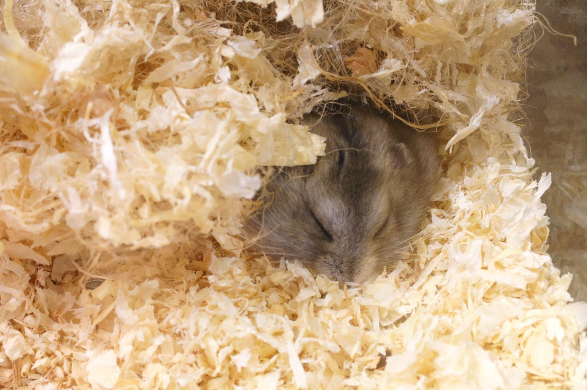 ハムスターの火葬費用に関する注意事項